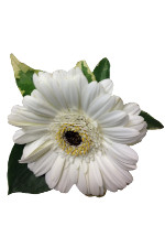 White Gerbera weddings Flowers
